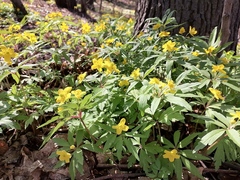 Anemonoides ranunculoides