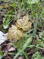 Acer platanoides