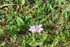 Erodium acaule