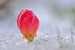 Gentianella rupicola