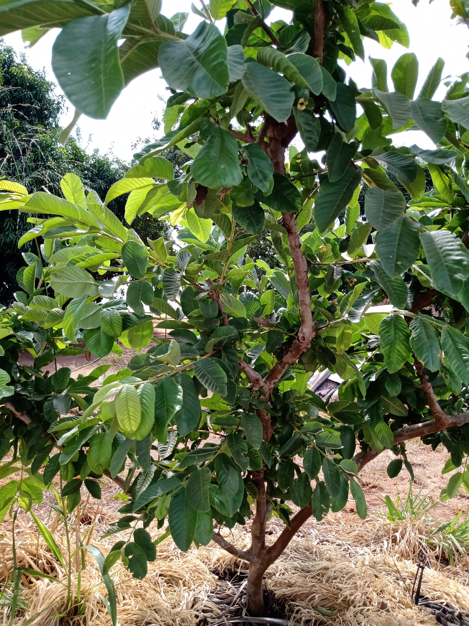 Psidium guajava