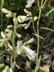 Penstemon pallidus