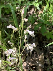 Penstemon pallidus
