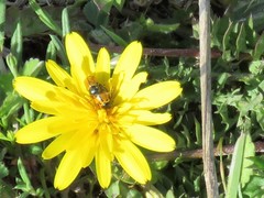 Cryptocephalus rugicollis