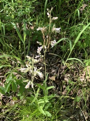 Penstemon pallidus