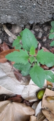 Angiospermae