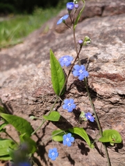 Omphalodes nitida