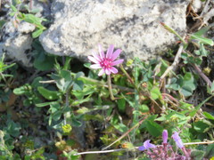 Crepis rubra
