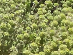 Marrubieae