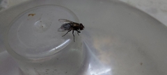 Diptera