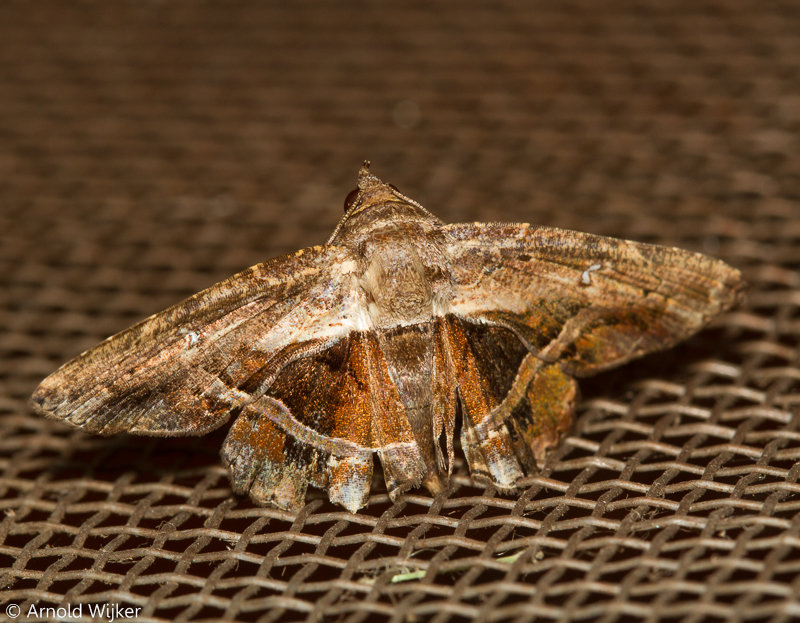 Helia subjugua