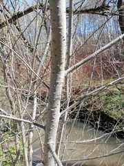 Populus alba