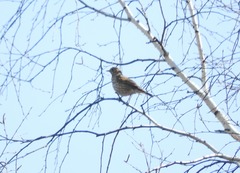 Turdus philomelos