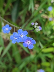 Omphalodes nitida