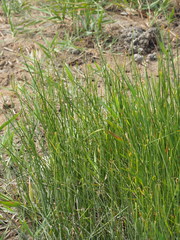 Cyperus malaccensis monophyllus