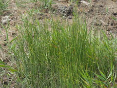 Cyperus malaccensis monophyllus