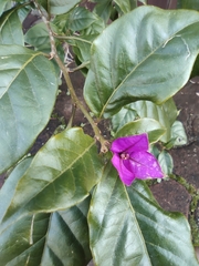 Bougainvillea spectabilis