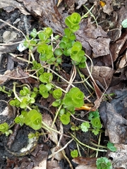 Lysimachia nummularia
