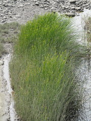Cyperus malaccensis monophyllus