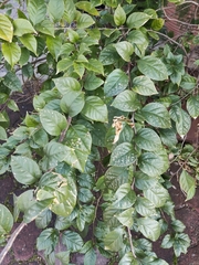 Bougainvillea spectabilis