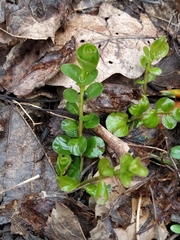Lysimachia nummularia