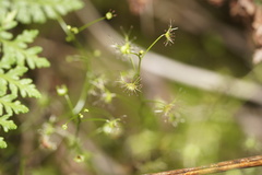 Drosera modesta