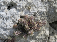 Sedum rubens