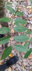 Magnoliopsida