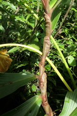 Costus productus