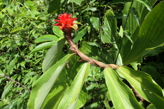 Costus productus