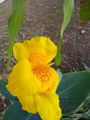 Canna × generalis