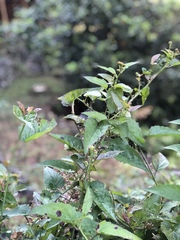 Pseudogynoxys chenopodioides