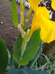 Canna × generalis