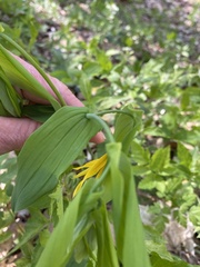 Uvularia