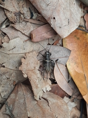 Teleogryllus mitratus