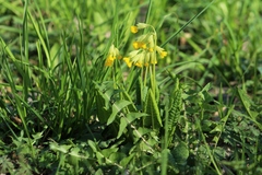 Primula veris