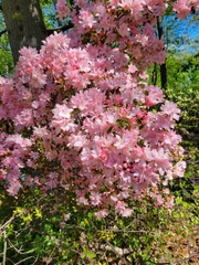 Rhododendron