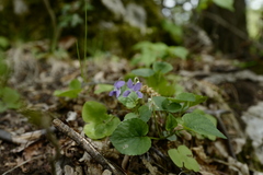 Viola × bavarica