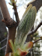 Aesculus hippocastanum