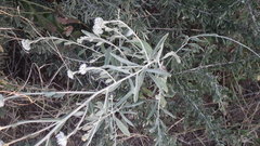 Helichrysum tomentosulum tomentosulum