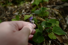 Viola × bavarica