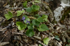 Viola × bavarica