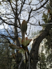 Aesculus hippocastanum