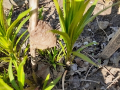 Tenodera sinensis
