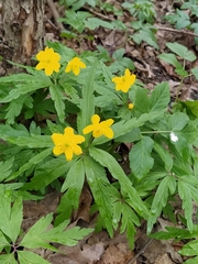 Anemonoides ranunculoides