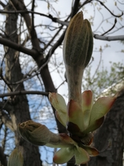 Aesculus hippocastanum