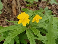 Anemonoides ranunculoides
