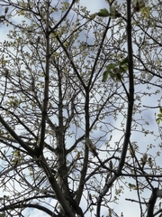 Aesculus hippocastanum