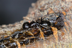 Camponotus aethiops