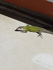 Podarcis carbonelli carbonelli